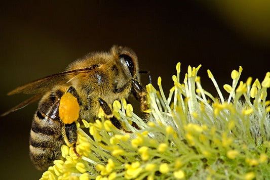 Discover the Sweetness of Bulgarian Honey