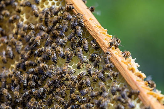 Exploring the Wonders of Honeycomb: A Comprehensive Guide