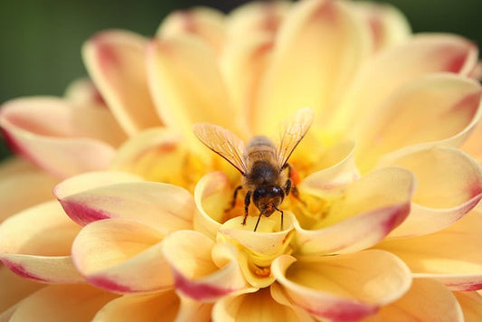 The Allure of Anve's Wildflower Honey