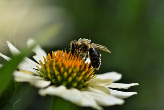 Exploring the Sweet World of Honey: A Beekeeper's Perspective