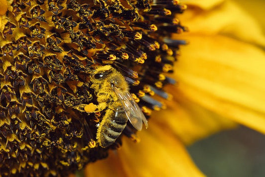 The Buzz on Sustainable Beekeeping: Practices and Products