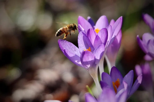 Unlock the Sweetness of Nature: Exploring the Health Benefits of Raw Honey