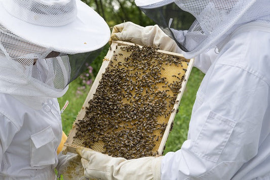 Honey, I'm Home! Delicious Honey-Based Recipes to Try at Home
