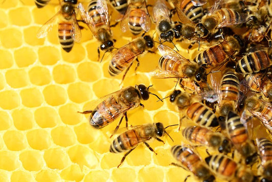 Discover the Sweet Benefits of Honey-Based Skincare Products