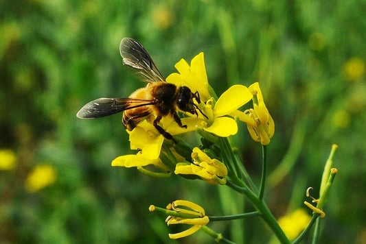 Sweet Secrets: Honey Harvesting Tips for Beginners