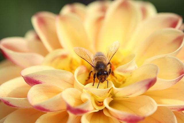 The Allure of Anve's Wildflower Honey