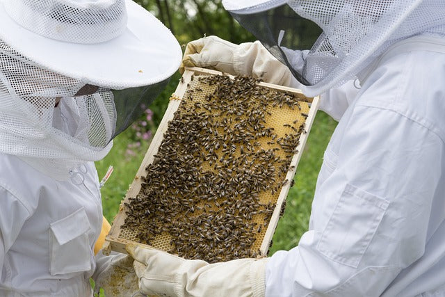 Honey, I'm Home! Delicious Honey-Based Recipes to Try at Home