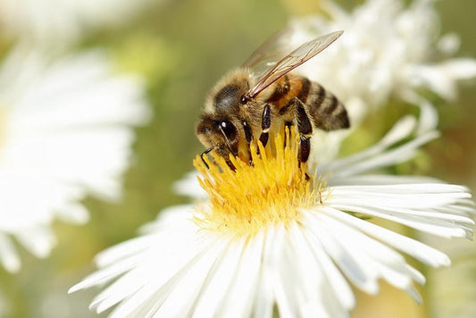 The Sweet Buzz of Summer: How Bees Thrive in the Warmer Months