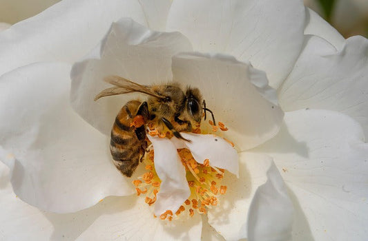Buzz About Bee Diseases: What Every Honey Lover Should Know